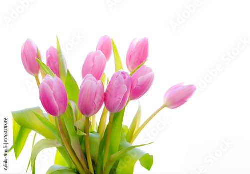 Spring flower. Bunch of Pink tulips isolated on white background. Selective focus.