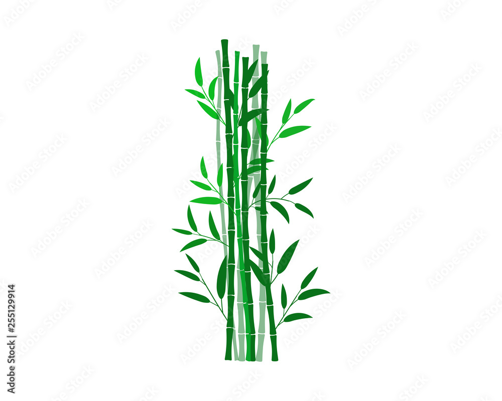 bamboo isolated on white background