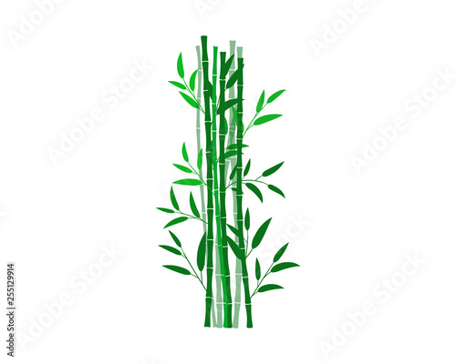 bamboo isolated on white background