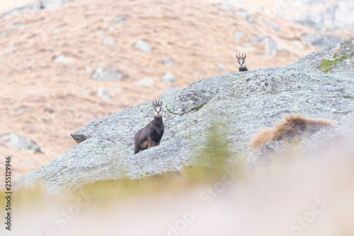 Mother chamois and her son, Orco valley, Gran Paradiso National Park, Piedmont, province of Turin, Italian alps, Italy photo