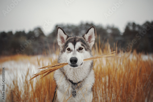 Winter portrait of a northern dog