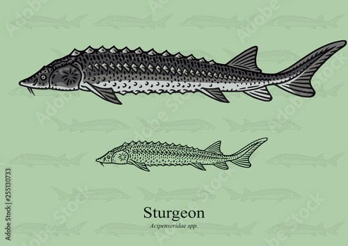 Sturgeon. Vector illustration with refined details and optimized stroke that allows the image to be used in small sizes (in packaging design, decoration, educational graphics, etc.)
