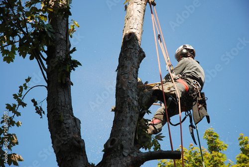 Working on a tree as a tree climber