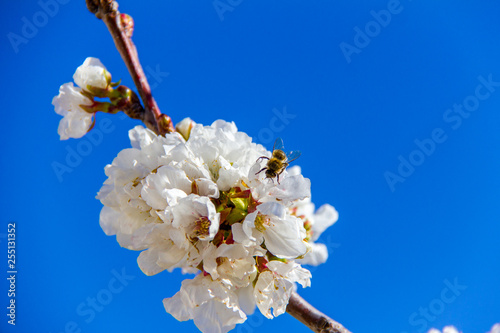 Closeup of a cherry flower and a bee pollinating it photo