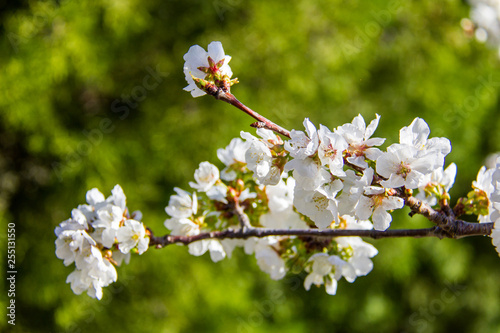 Cherry tree flower in Vall de Laguar, Spain. A small hermitage in the background photo