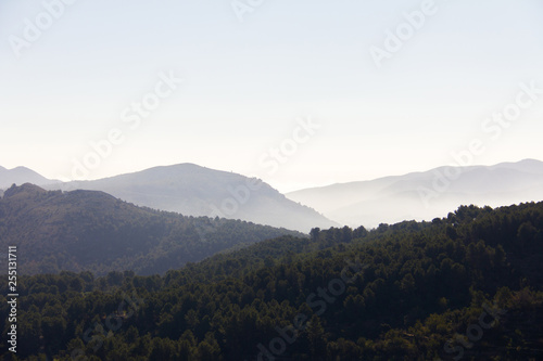 Pine forest in Alicante, Spain. Foggy mountains in the background.