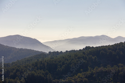 Pine forest in Alicante  Spain. Foggy mountains in the background.