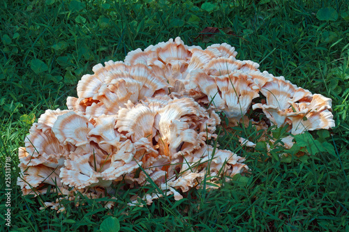 White-pored chicken of the woods (Laetiporus cincinnatus).