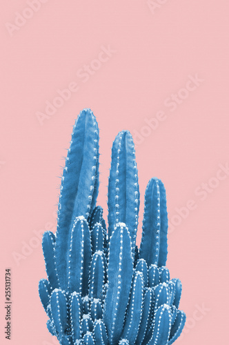 Blue cactus on pink background