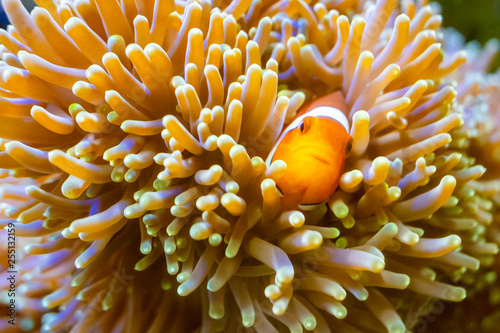 Clownfish on a sea anemone in an aquarium.