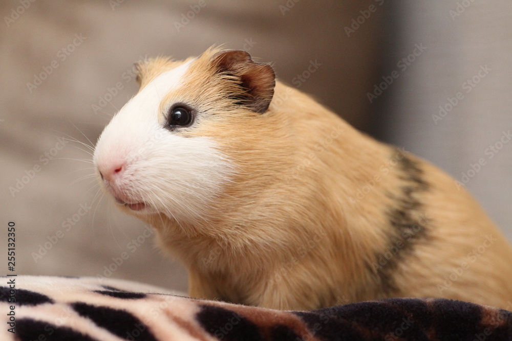cavy cavy