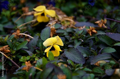 Yellow flowers © Ivana