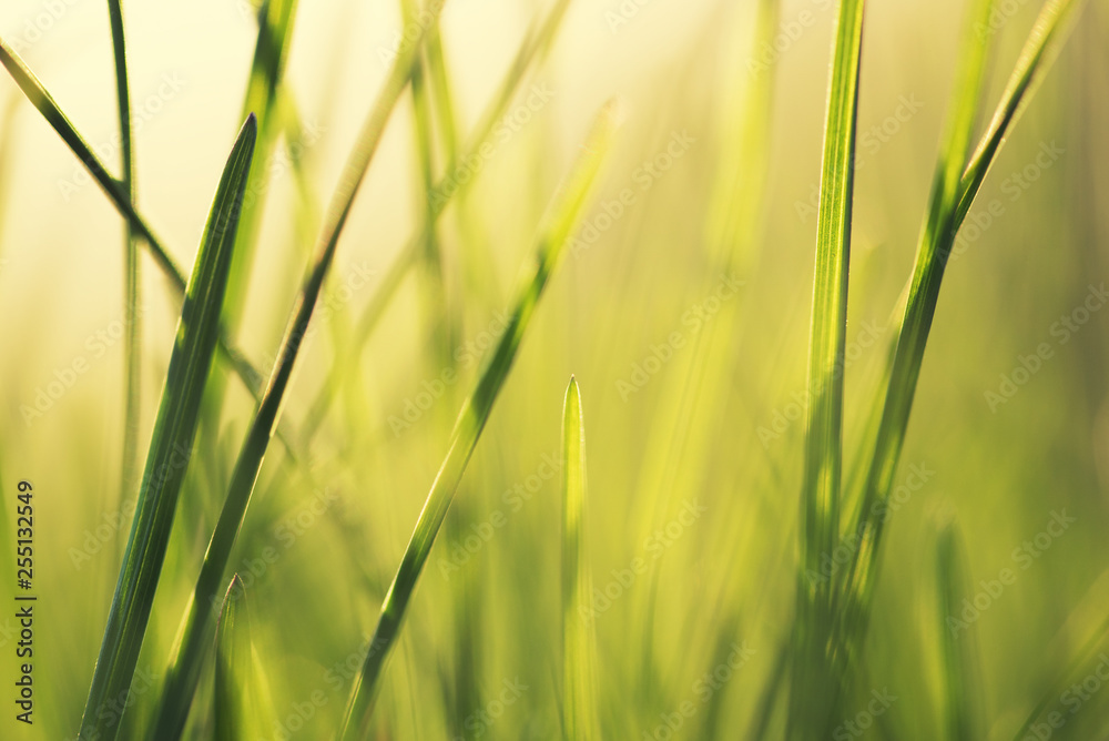 Macro shot of natural growing grass field Macro shot of natural growing grass field