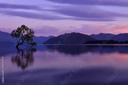 ニュージーランドのワナカツリー