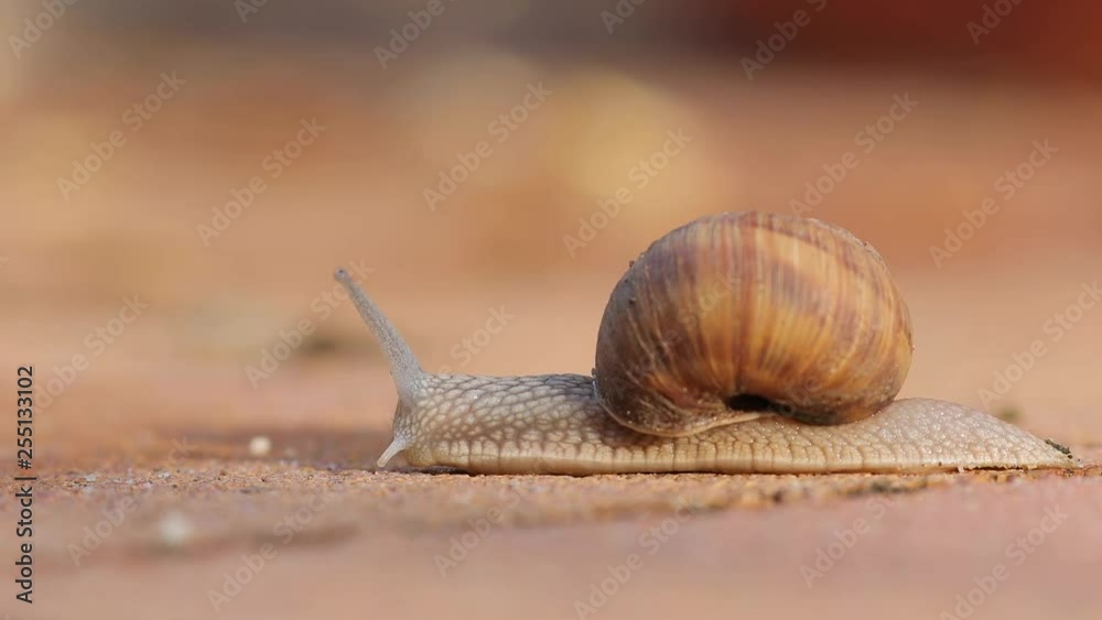Snail crawling on the ground Snail crawling on the ground