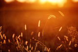 Grass Meadow In golden hour Sunset Sunrise Sunlight