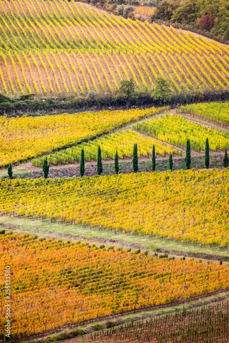 Vineyards during autumn near Gaiole in Chianti, Florence province, Tuscany, Italy