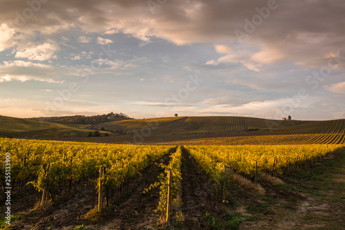 Vineyards near Castellina in Chianti during autumn season. Castellina in Chianti, Florence province, Tuscany, Italy photo