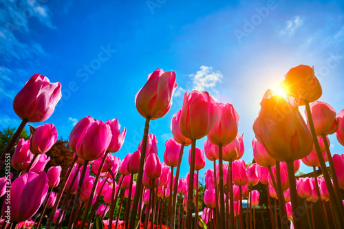 Blooming tulips against blue sky low vantage point