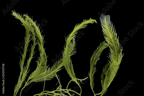 Obraz na plátně Saltwater Caulerpa taxifolia, Killer Algae, marine alga, seaweed isolated on black background