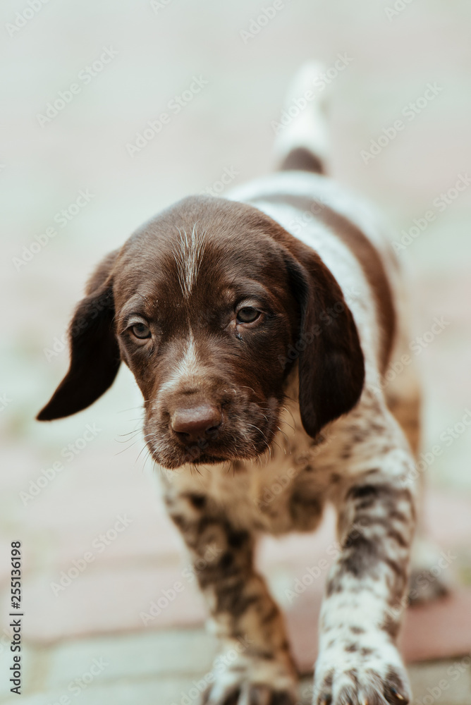 Beautiful puppy German Short haired Pointer
