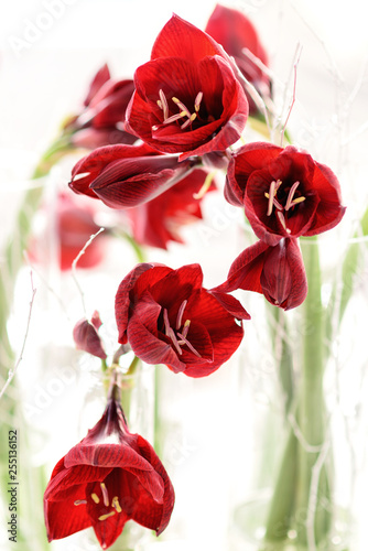 Floral arrangement with red lilies light from behind