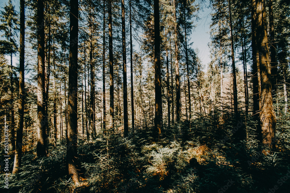 Fototapeta premium trees forest nature green wood sunlight backgrounds