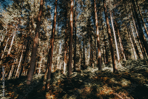 Fototapeta Naklejka Na Ścianę i Meble -  trees forest nature green wood sunlight backgrounds