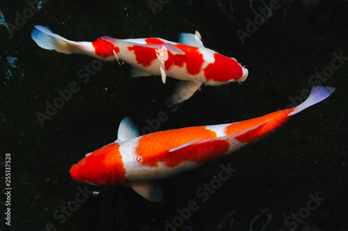 Carp fish (Colorful Koi) in the water pool