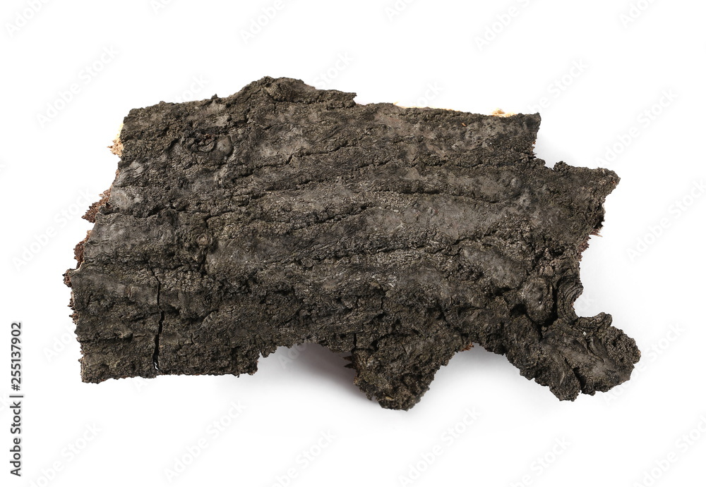 Tree bark isolated on white background, top view Tree bark isolated on white background, top view