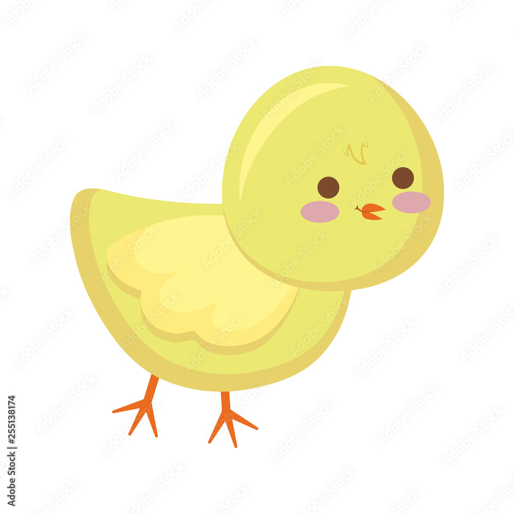 cute chicken animal isolated icon cute chicken animal isolated icon