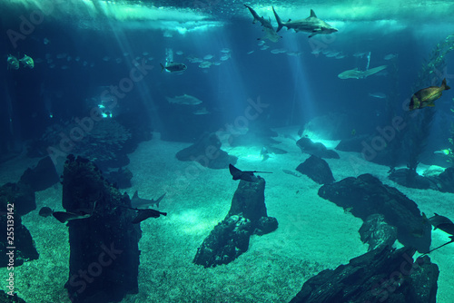Underwater photo of reef and tropical fishes