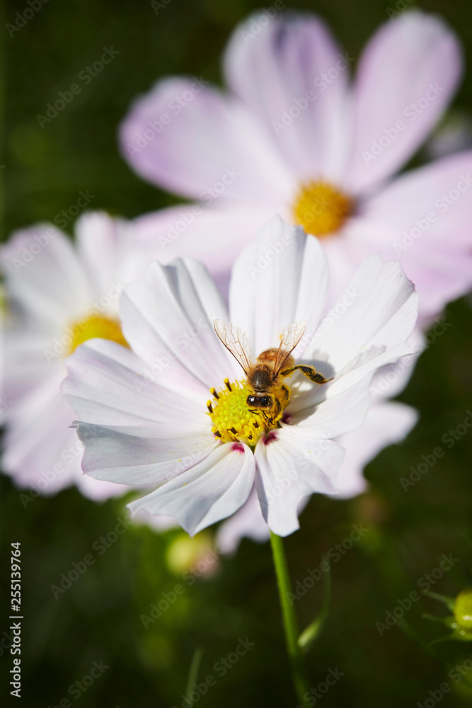 flowers in the garden