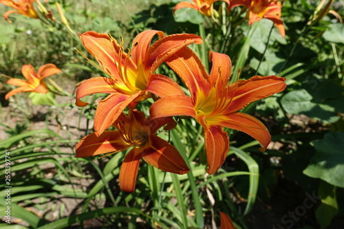 3 bright orange flowers of Hemerocallis fulva