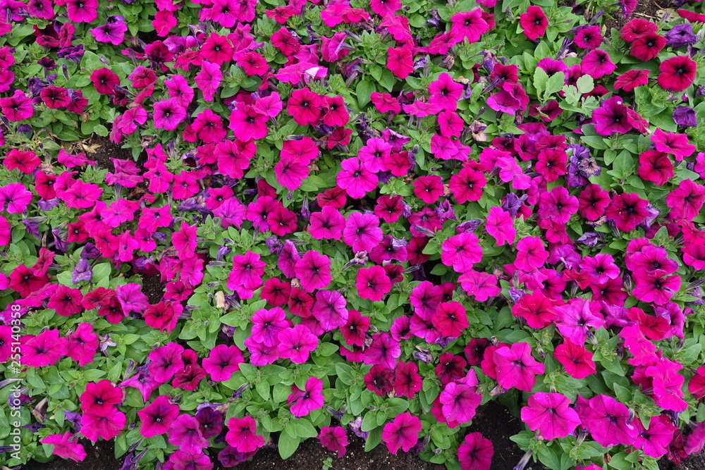 Background - magenta colored flowers of petunia hybrida