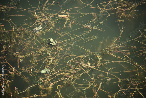 Frogs in the middle of a dirty lake © Marcel Poncu