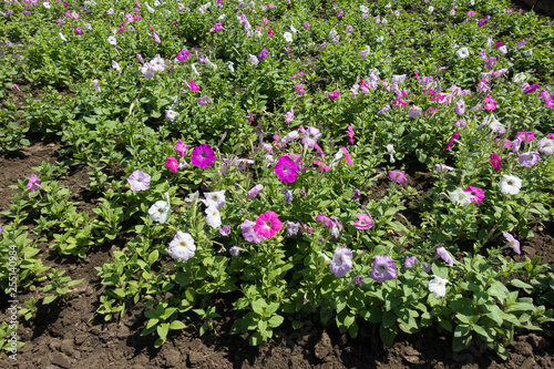 White and pink petunias flowering in the garden