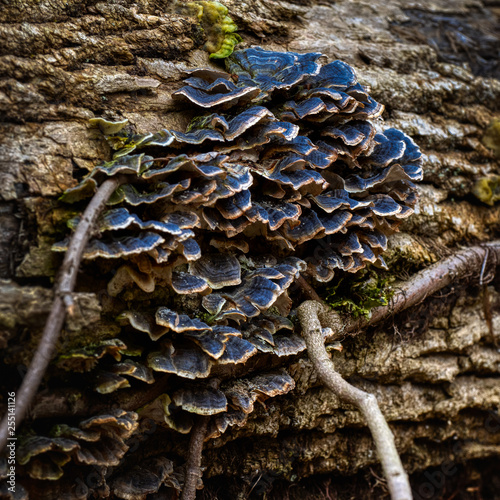 Blue Fungi Rotting Wood