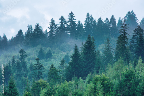 Fog over mountains covered with woods, natural outdoor background