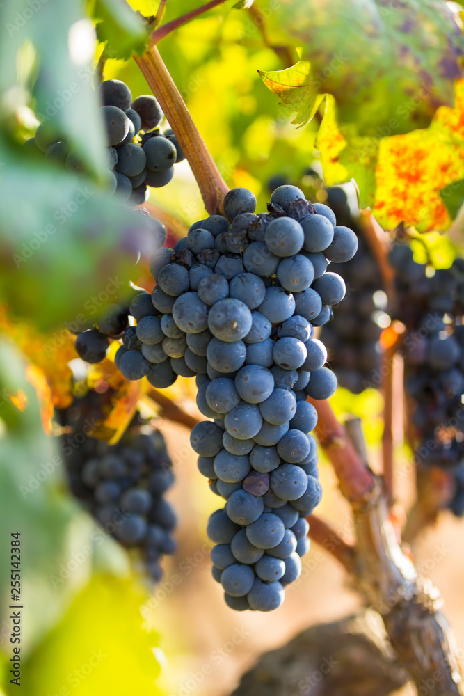 Fototapeta premium Ripe purple grapes with leaves in natural condition, the vineyard of Puglia of Primitivo grape grows in southern Italy, particularly Salento