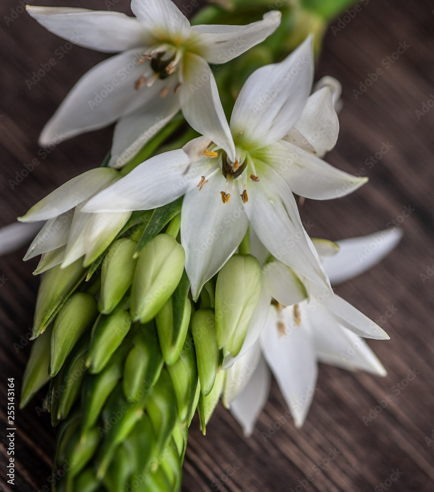 Obraz premium Ornithogalum flower