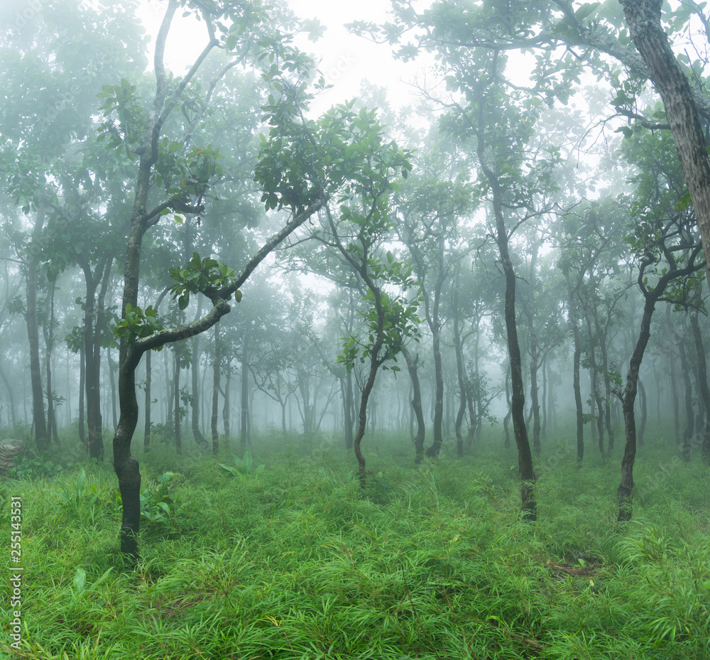 Fototapeta premium Fog forest nature green
