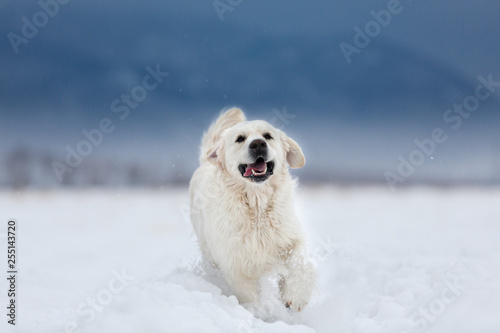 Happy and crazy golden retriever dog running fast in the field in winter on mountain background