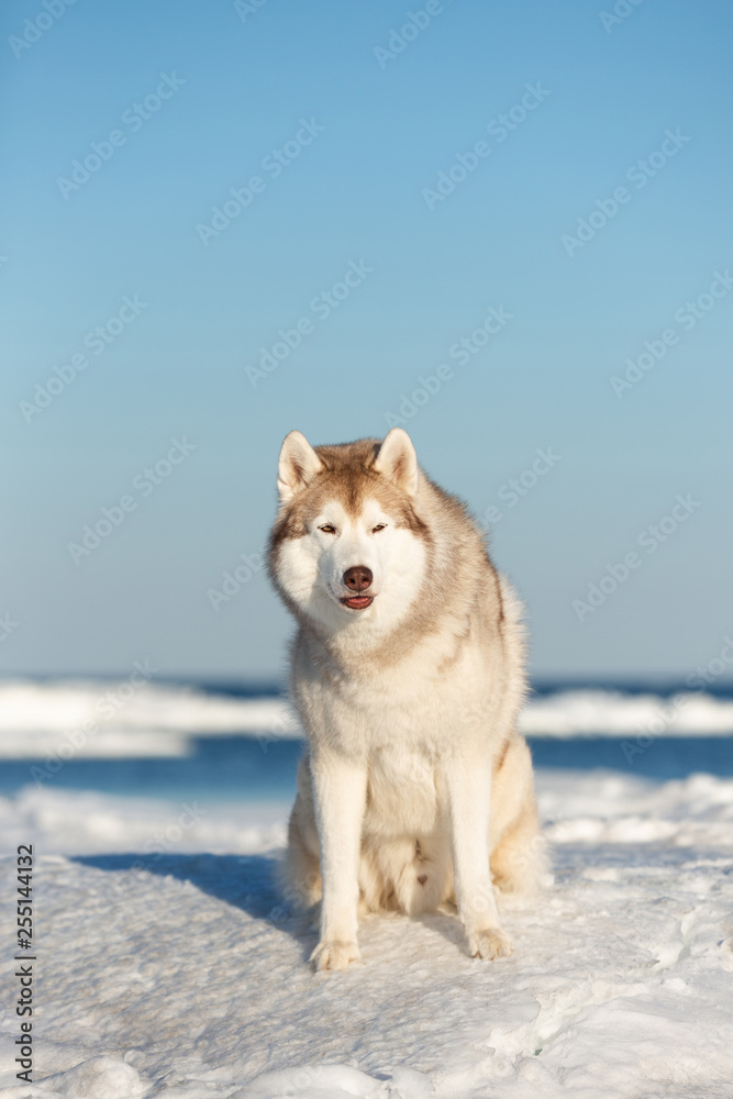 Gorgeous Siberian husky dog sitting on ice floe on the frozen Okhotsk sea background