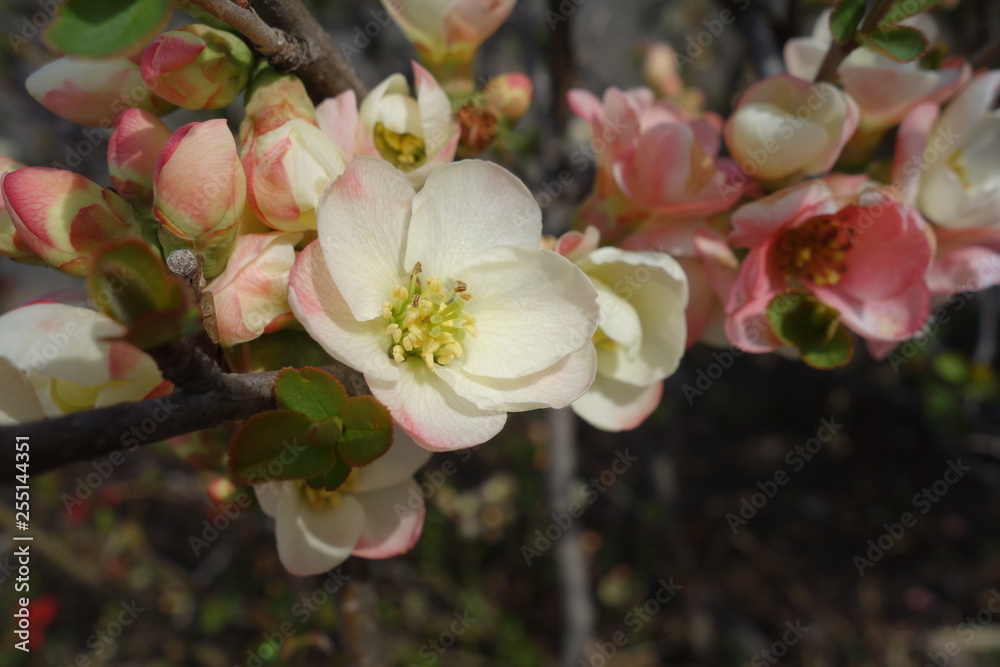 Obraz premium ボケの花