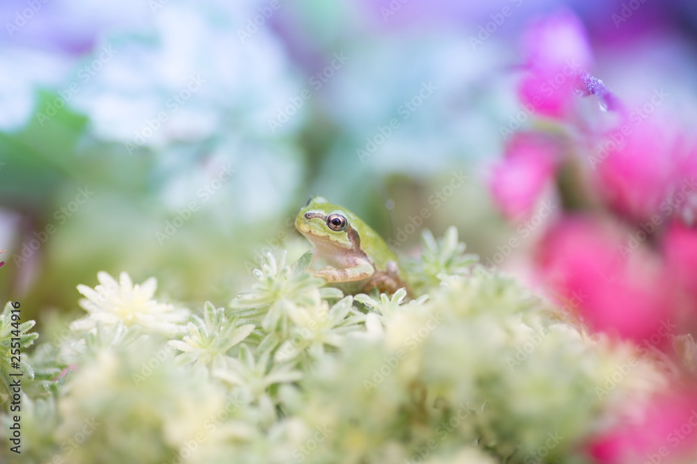 Obraz premium Frog