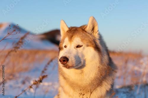 Beautiful  serious and free siberian Husky dog sitting on the hill in the withered grass at sunset.