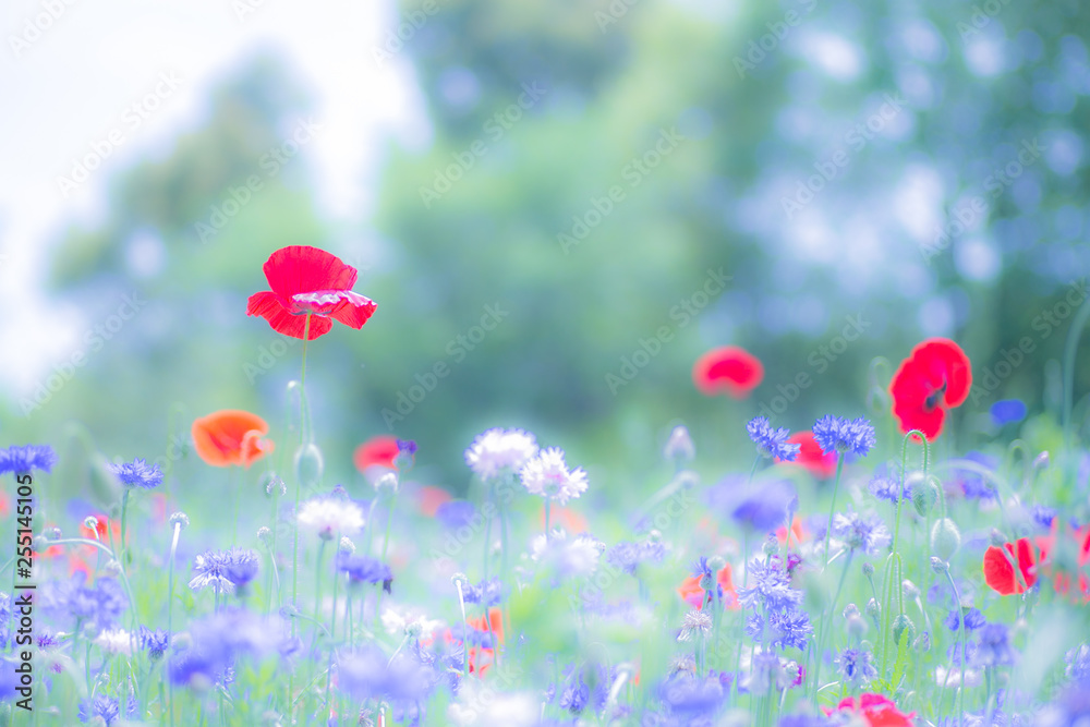 Fototapeta premium Poppy