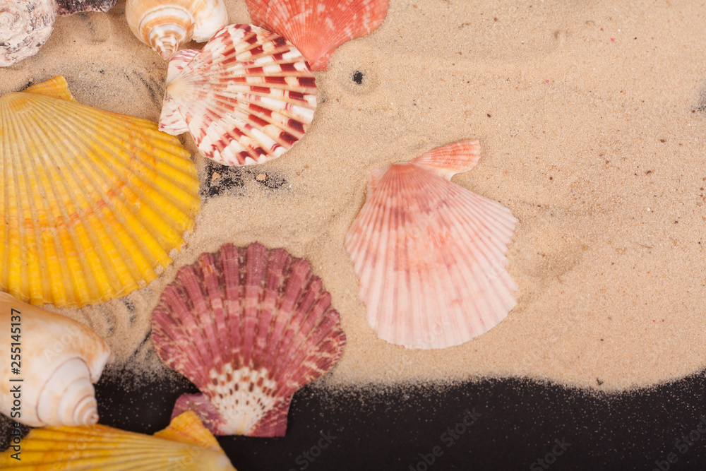 sea shells colorful on a black background sea shells colorful on a black background