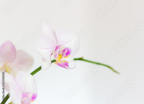 White orchid